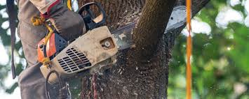 Best Palm Tree Trimming  in Concord, VA