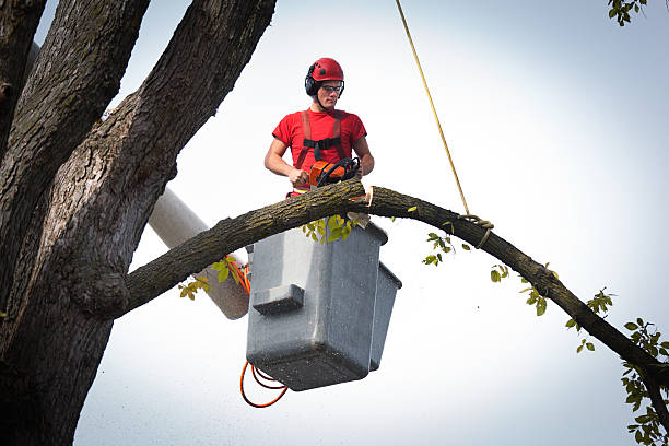 Professional Tree Services in Concord, VA
