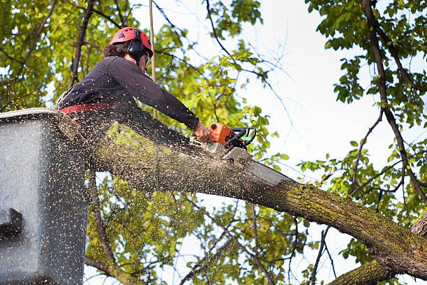 How Our Tree Care Process Works  in  Concord, VA